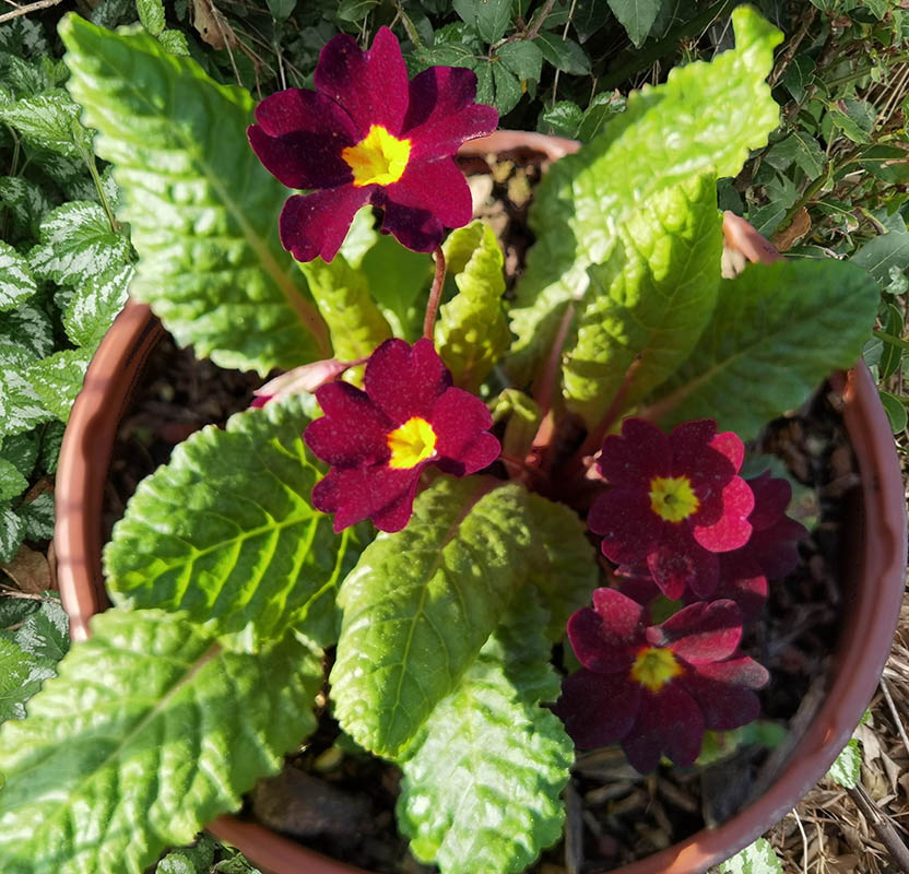 Primula 'Saladin' en fleurs dans un sous-bois, mettant en valeur ses pétales rouge cramoisi et son œil jaune vif